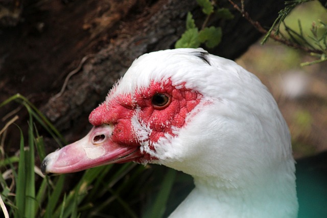 兰特受伤的 兰特受伤的