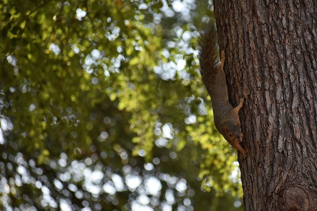 侠球迷的痛 侠球迷的痛